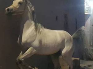 مرکز تخصصی نگهداری و پانسیون اسب در رفسنجان