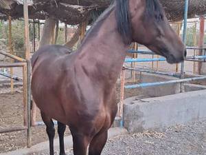 آموزش سوار کاری برای خانم در رفسنجان