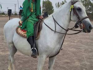 آموزش سوارکاری آقایان در رفسنجان