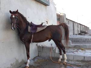 پرورش اسب اصیل نژاد کرد طوژی بابایی