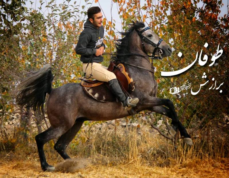 مرکز پرورش اسب در کرمانشاه