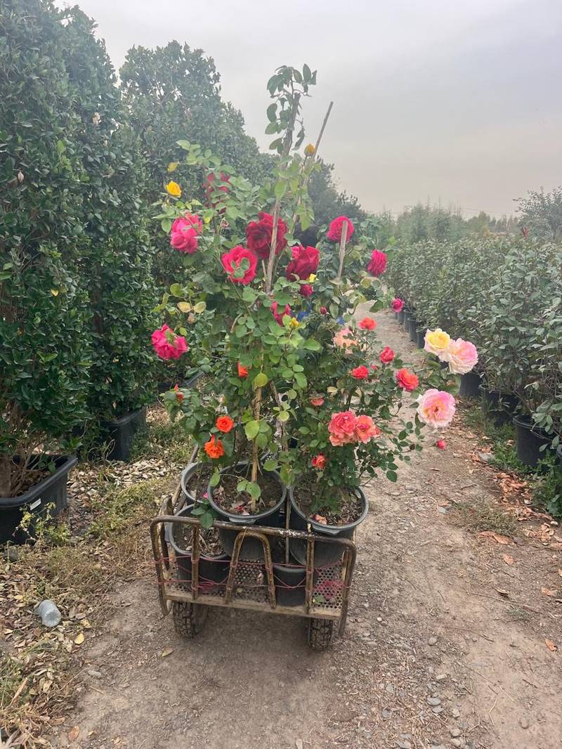گل رز رونده عمده در مشهد