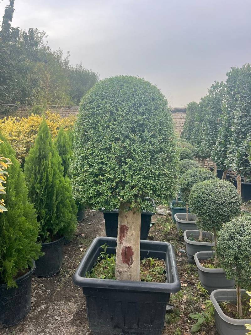 خرید درختچه مورت در مشهد