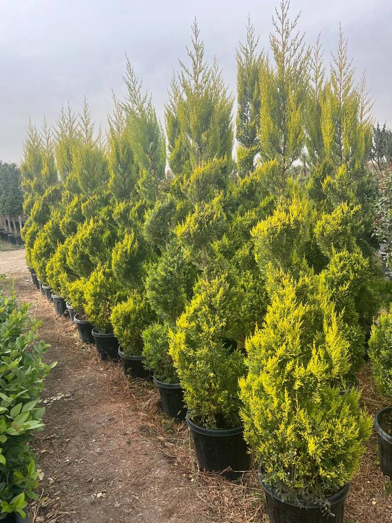 تولید و فروش کاج لاوسون در مشهد