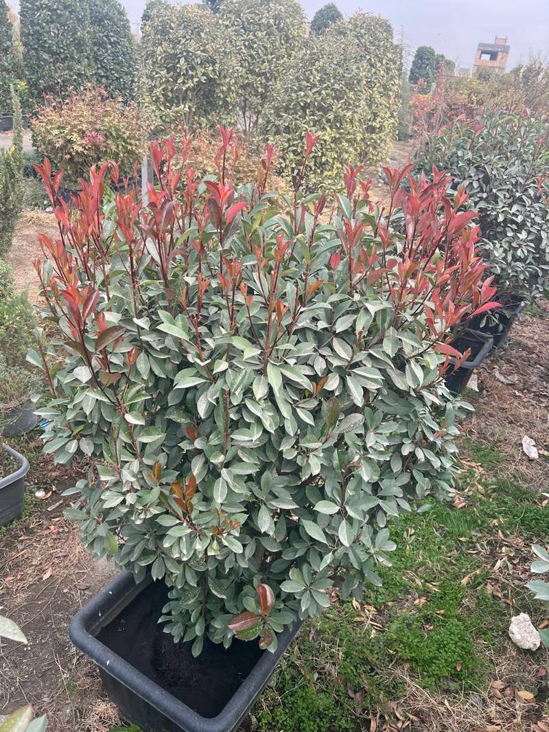 خرید درخت فوتونیا در مشهد