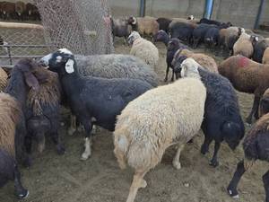 مرکز فروش بره افشاری در اصفهان