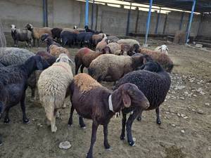 مرکز فروش بره افشاری در اصفهان