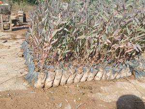 خرید نهال اکالیپتوس برای کاشت در دزفول