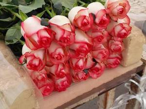 فروش عمده گل رز هلندی در خراسان رضوی