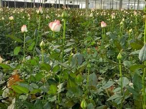 خرید عمده گل رز در خراسان جنوبی
