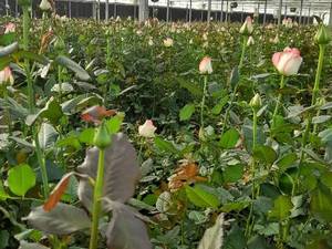 قیمت عمده گل رز هلندی در خراسان جنوبی