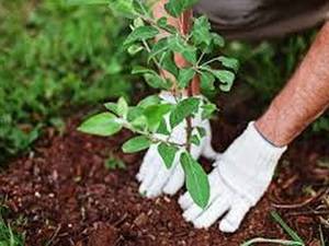 آماده‌سازی زمین قبل از کاشت در رشت