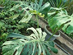 خرید برگ انجیری مانسترا ابلق در رشت