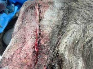 داروخانه دامپزشکی شهر بابک