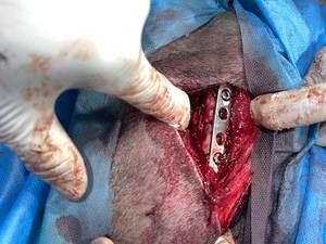 داروخانه دامپزشکی شهر بابک