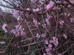 اقامتگاه بوم گردی حرفه ای شهداد کرمان