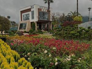 خرید پالم لاتانیا با قیمت مناسب در نوشهر