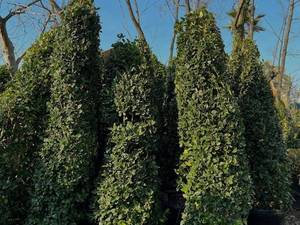 فروش و تولید یاس هلندی در مازندران نوشهر