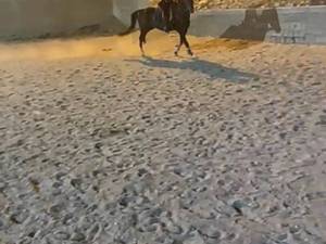 آموزش حرفه‌ای پرش با اسب  دماوند