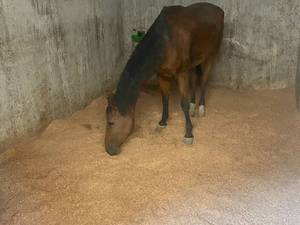 دوره‌های آموزشی پرش با اسب در دماوند