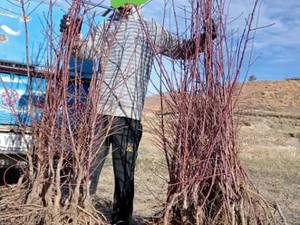نهال بادام مامایی اصلاح شده در شیراز