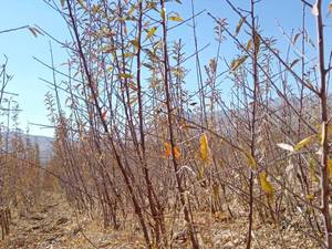 نهال بادام مامایی اصلاح شده در شیراز