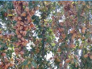 نهال بادام مامایی اصلاح شده در شیراز