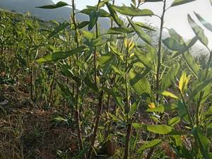 فروش نهال بادام دیرگل اصفهان