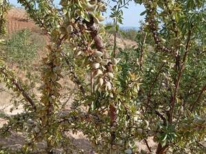 قیمت نهال بادام خوشه ای دیرگل در تبریز