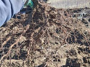 بادام خوشه ای فرانیس در شهرکرد