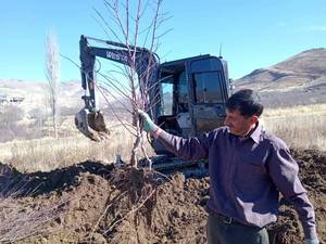 بادام خوشه ای فرانیس در شهرکرد