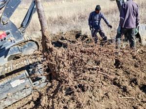 بادام خوشه ای فرانیس در شهرکرد