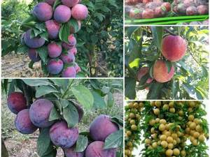 میوه های خوش رنگ در باغات