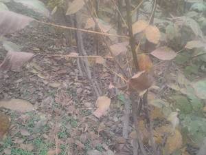 خرید عمده نهال گردو ژنوتیپ در میاندوآب