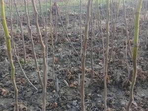 خرید عمده نهال انجیر با کیفیت در میاندوآب