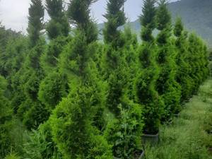 خرید گل و گیاه آپارتمانی با قیمت مناسب در تنکابن