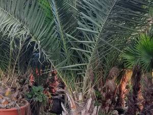 طراحی محوطه و فضای سبز در رامسر