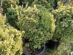 خرید شمشاد با قیمت مناسب در تنکابن