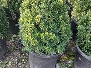 خرید شمشاد با قیمت مناسب در تنکابن