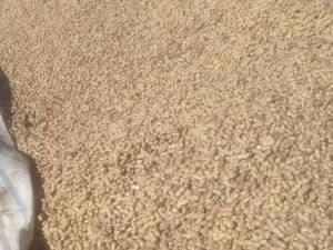 قیمت بادام زمینی خام با غلاف در گیلان