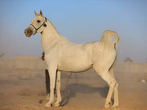 فروش اسب اصیل کرمانی برای سوارکاری حرفه‌ای