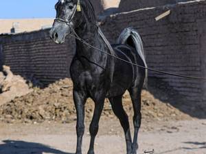 خرید و قیمت اسب اصیل مشکی در کرمان
