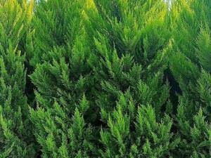 فروش گل و گیاه ارزان در مازندران