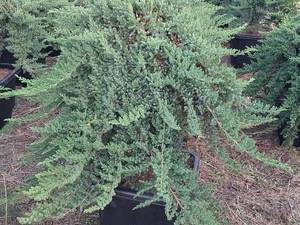 فروش گل و گیاه ارزان در مازندران