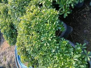 خرید اینترنتی گل و گیاه آپارتمانی ارزان