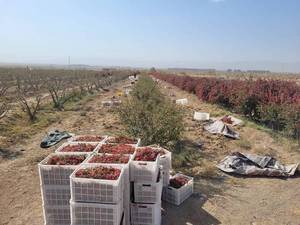 تولیدکننده زرشک تازه و مرغوب 