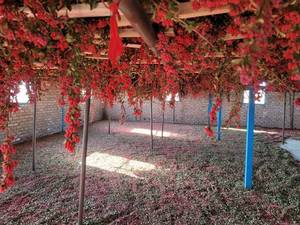 تولیدکننده زرشک تازه و مرغوب 