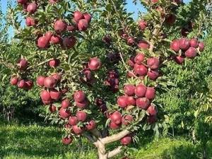 درخت سیب m7 و m9 در میاندواب