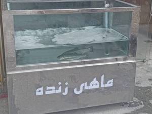 ساخت آکواریوم ماهی قزل آلا در انزلی