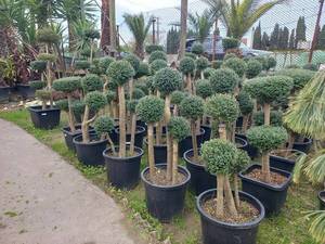 پرورش مورد تاپیاری در شیراز